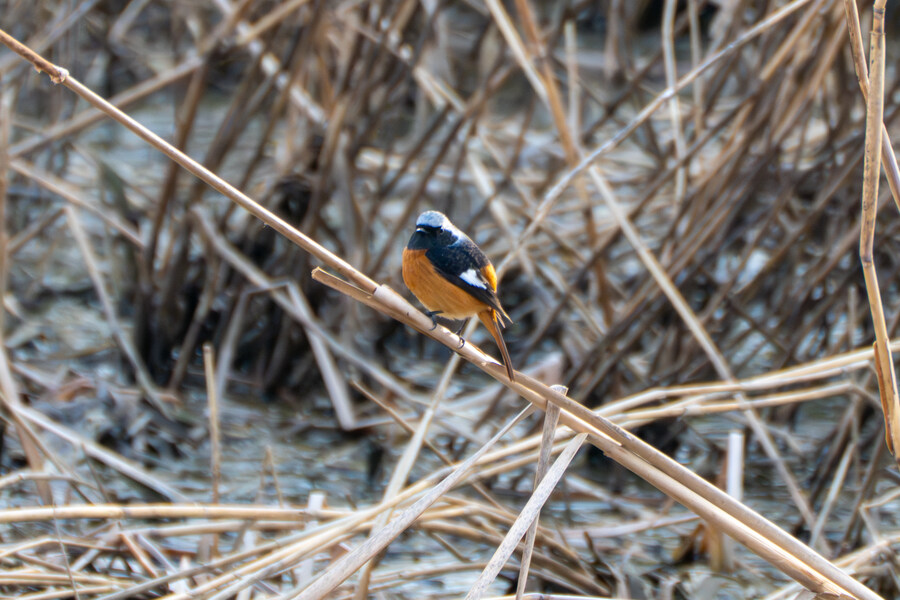 뒤늦게 올리는 강릉 탐조_48.jpg
