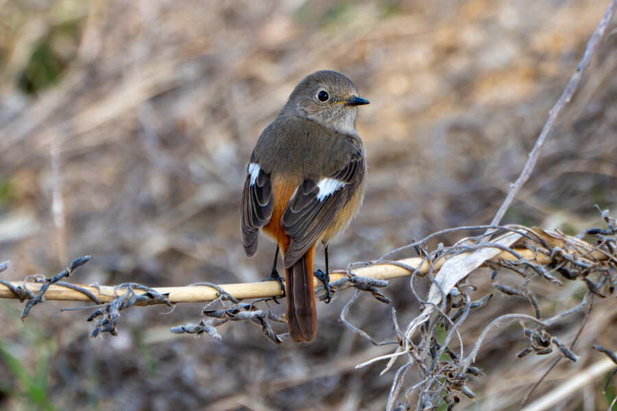 뒤늦게 올리는 강릉 탐조_50.jpg