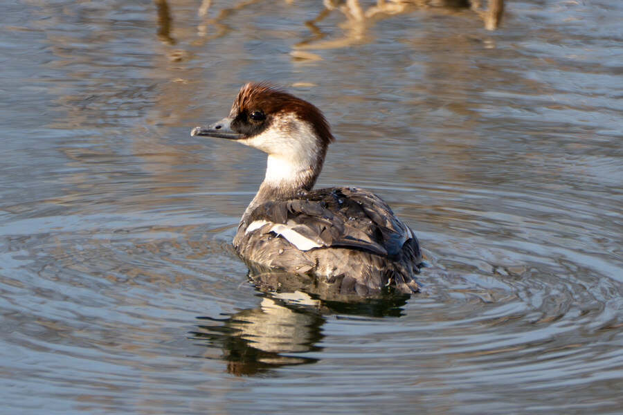뒤늦게 올리는 강릉 탐조_51.jpg