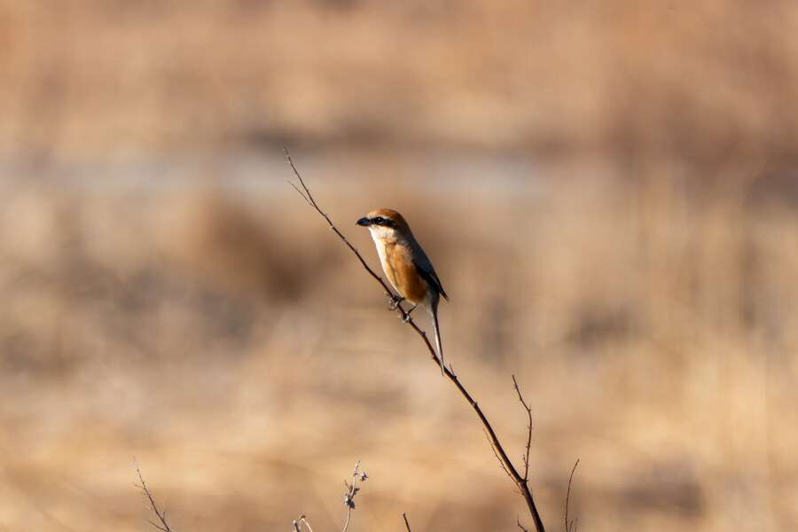 뒤늦게 올리는 강릉 탐조_53.jpg