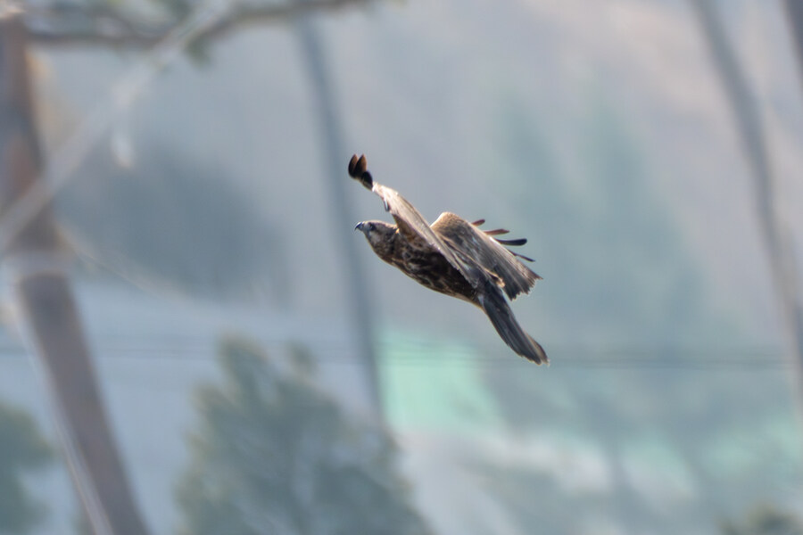 뒤늦게 올리는 강릉 탐조_54.jpg