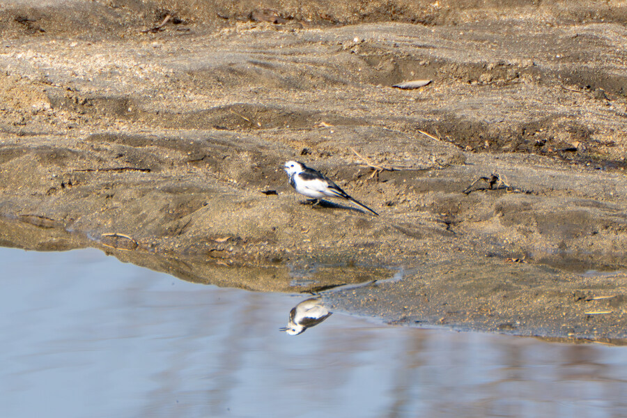뒤늦게 올리는 강릉 탐조_56.jpg