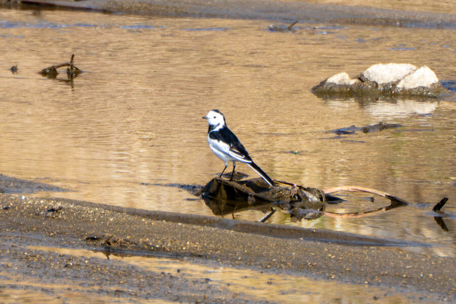 뒤늦게 올리는 강릉 탐조_57.jpg