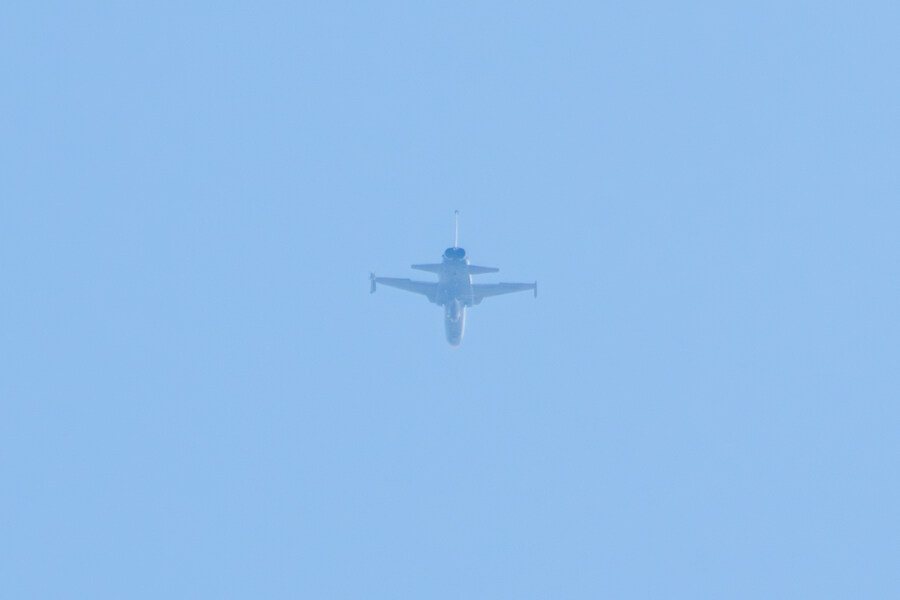 뒤늦게 올리는 강릉 탐조_61.jpg