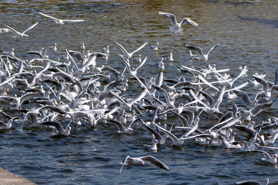 뒤늦게 올리는 강릉 탐조_67.jpg