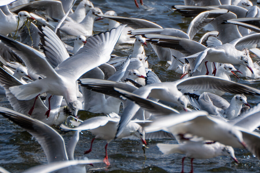 뒤늦게 올리는 강릉 탐조_68.jpg