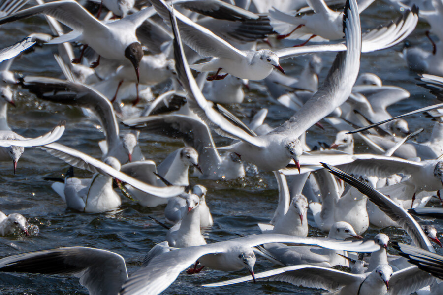 뒤늦게 올리는 강릉 탐조_70.jpg