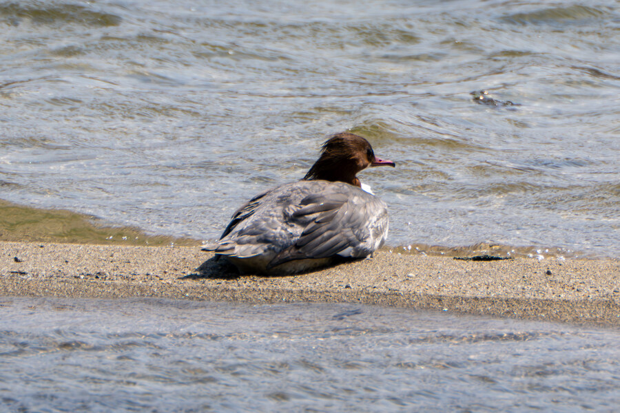 뒤늦게 올리는 강릉 탐조_71.jpg