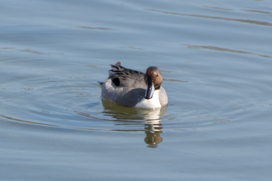 뒤늦게 올리는 강릉 탐조_74.jpg