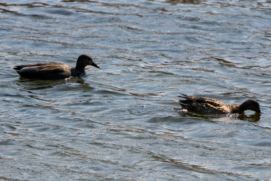 뒤늦게 올리는 강릉 탐조_76.jpg