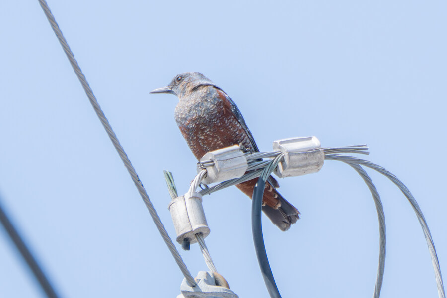 뒤늦게 올리는 강릉 탐조_79.jpg