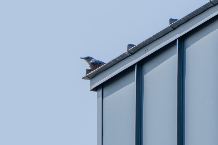 뒤늦게 올리는 강릉 탐조_81.jpg