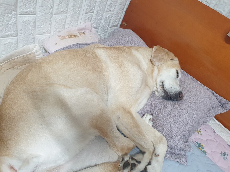 무슨무슨법에 따라 개와 고양이 짤은 열장…_4.jpg