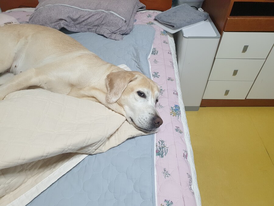 무슨무슨법에 따라 개와 고양이 짤은 열장…_6.jpg