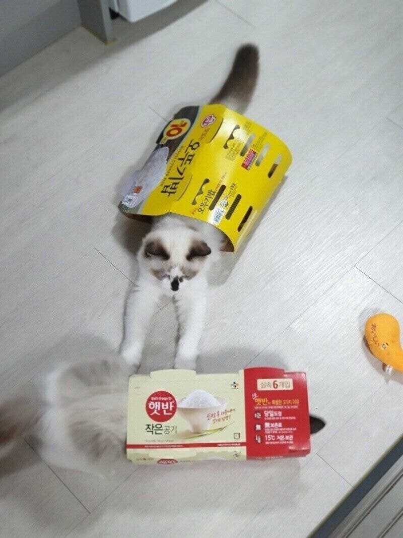 햇반 vs 오뚜기밥.jpg_1.jpg