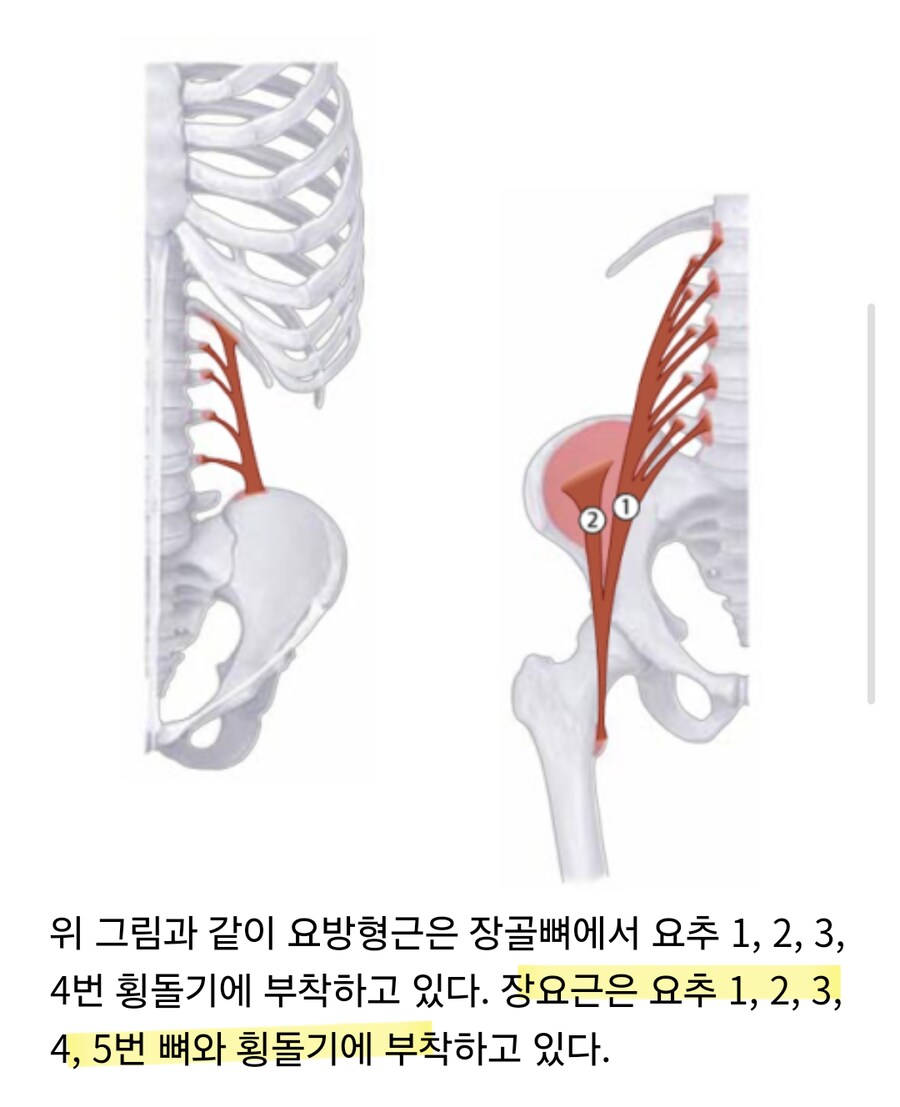 황동하 허리뼈 2번과 3번 횡돌기 골절, 6주 동안 보조기를 착용해야 함_4.png