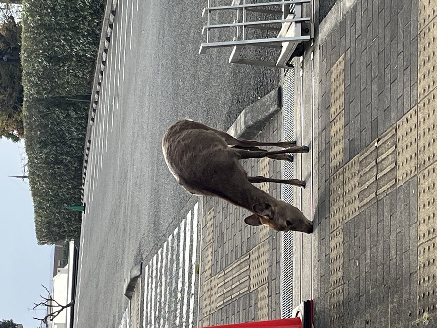 일본여행 - 오사카 ,시즈오카 후지산_6.jpg