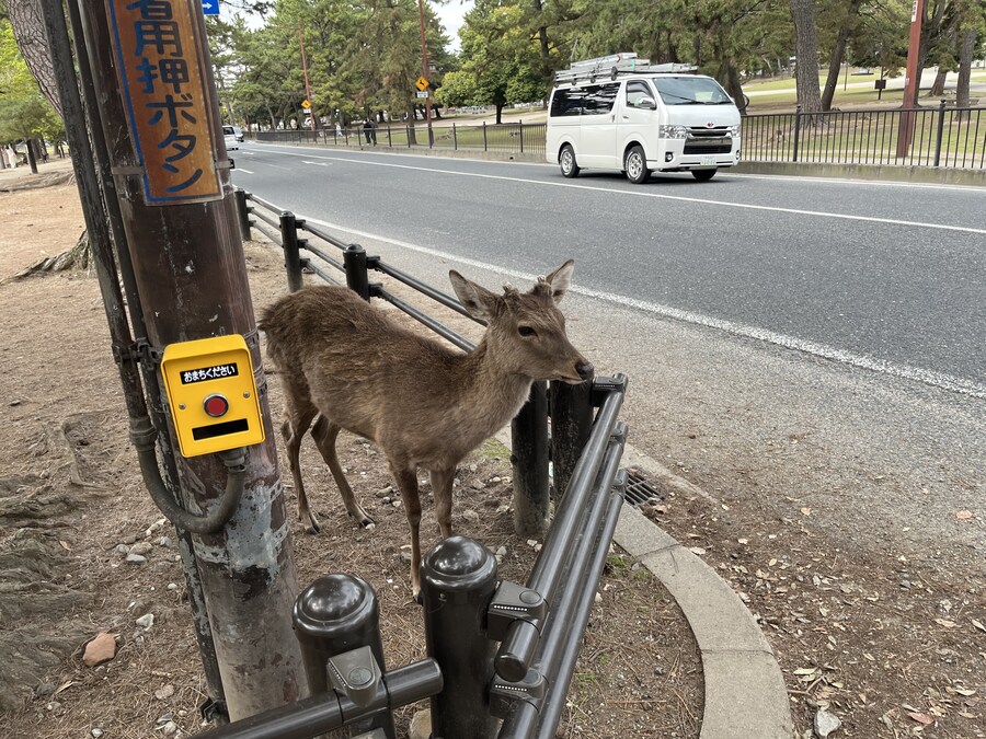 일본여행 - 오사카 ,시즈오카 후지산_9.jpg