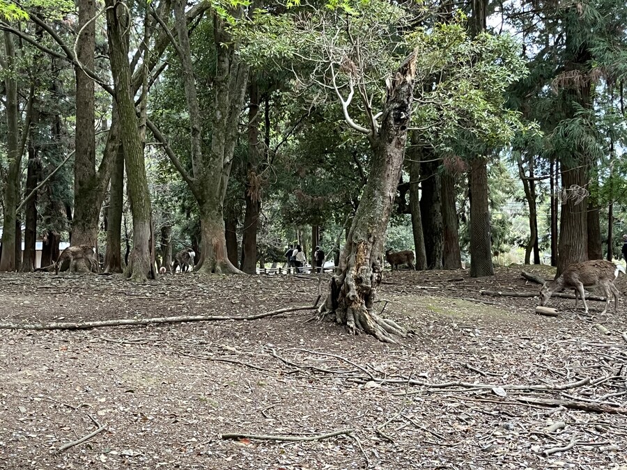 일본여행 - 오사카 ,시즈오카 후지산_11.jpg