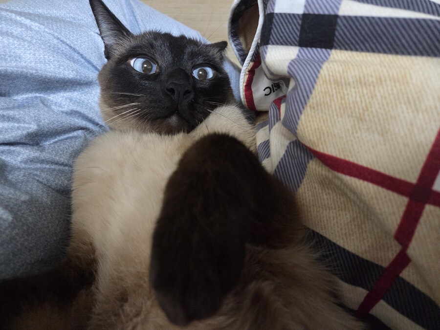 우리집 고양이는 고양이가 아니라 스컹크 비스무리였다!!!_10.jpg