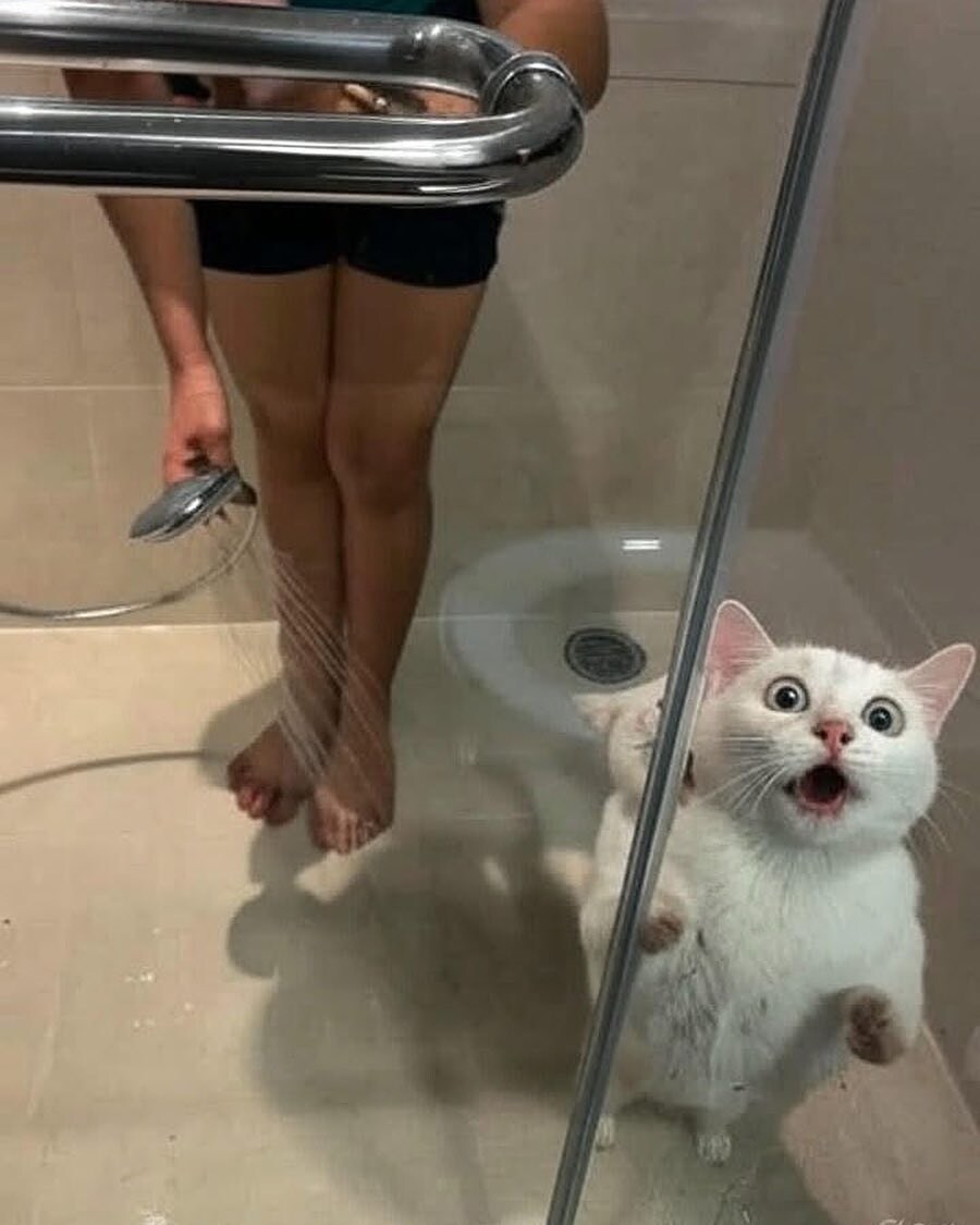 고양이들 : 누가 우리좀 살려달라냥!!_1.jpg