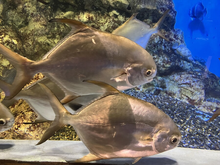 일본여행 - 나이가타시 ,아이야마시, 노지리 호수_6.jpg