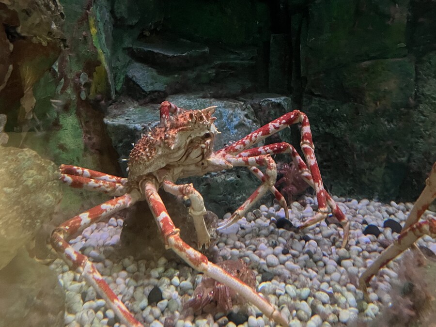 일본여행 - 나이가타시 ,아이야마시, 노지리 호수_10.jpg