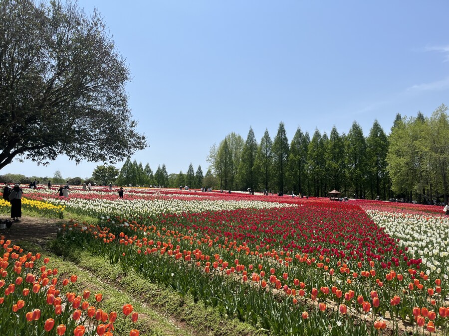 일본여행 - 세라 고원 농장, 한국 복귀_9.jpg