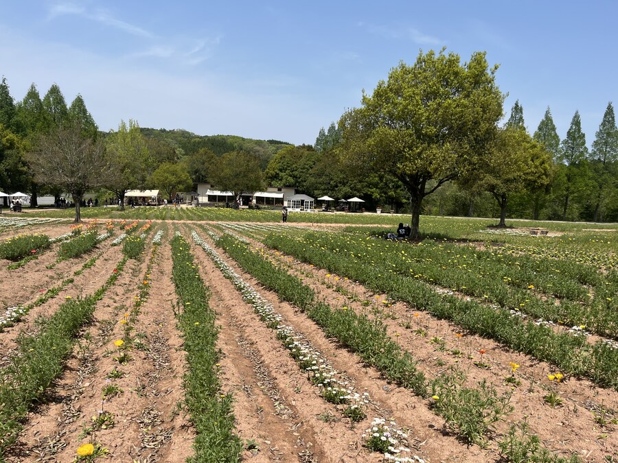 일본여행 - 세라 고원 농장, 한국 복귀_11.jpg