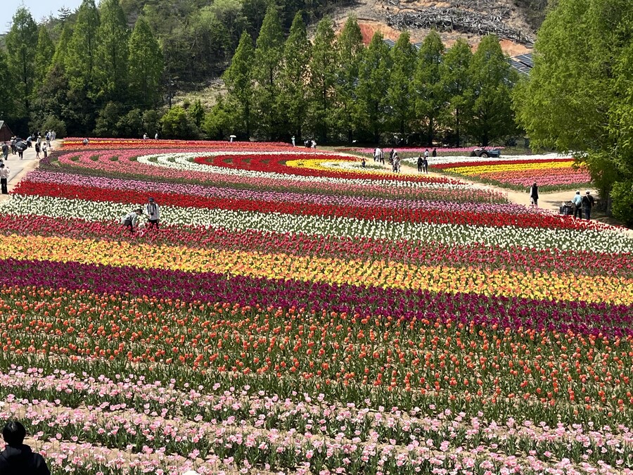 일본여행 - 세라 고원 농장, 한국 복귀_12.jpg