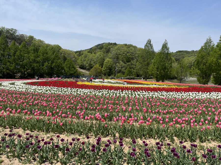 일본여행 - 세라 고원 농장, 한국 복귀_13.jpg