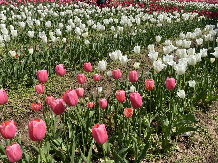 일본여행 - 세라 고원 농장, 한국 복귀_17.jpg