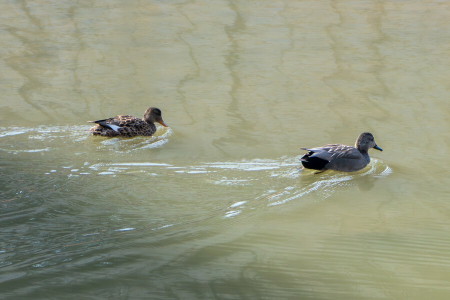 뒤늦게 올리는 3월 화성호 탐조_7.jpg