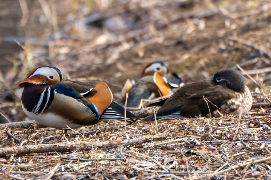 뒤늦게 올리는 3월 화성호 탐조_22.jpg