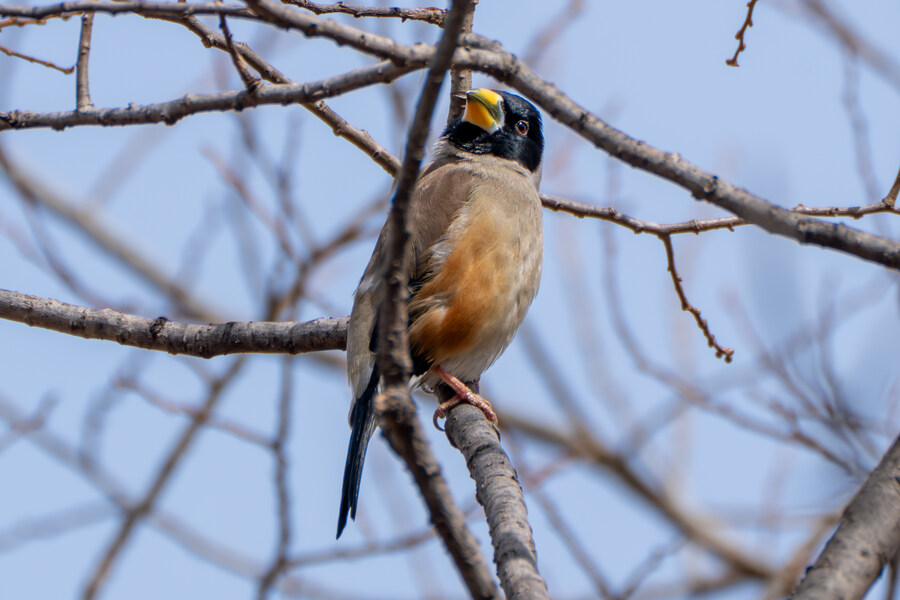 뒤늦게 올리는 3월 화성호 탐조_23.jpg