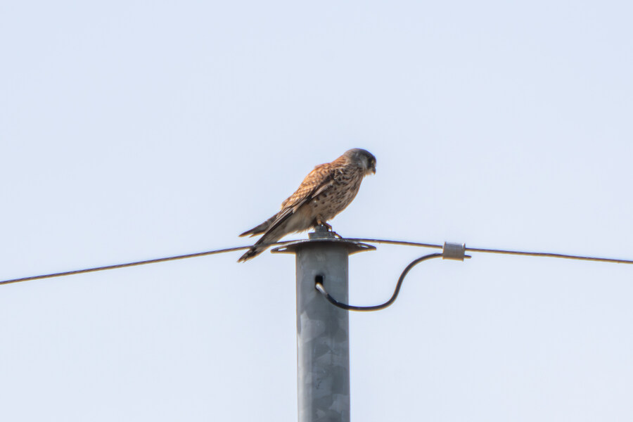 뒤늦게 올리는 3월 화성호 탐조_30.jpg