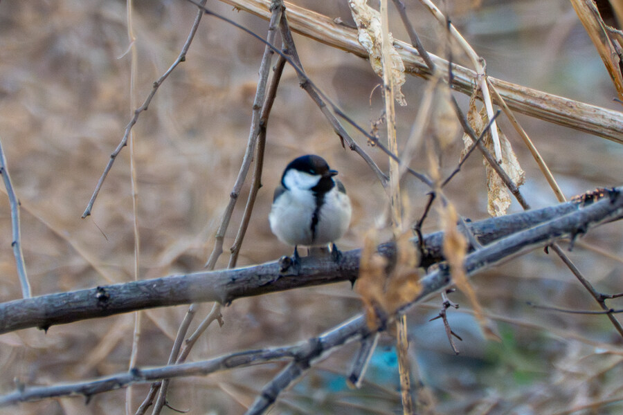 뒤늦게 올리는 3월 화성호 탐조_44.jpg