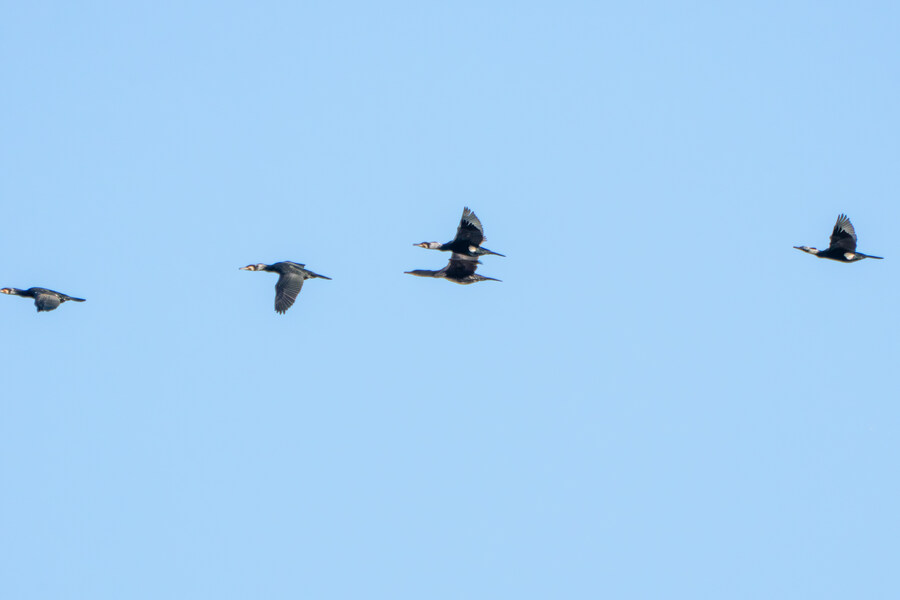 뒤늦게 올리는 3월 화성호 탐조_45.jpg