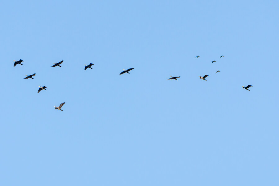 뒤늦게 올리는 3월 화성호 탐조_46.jpg