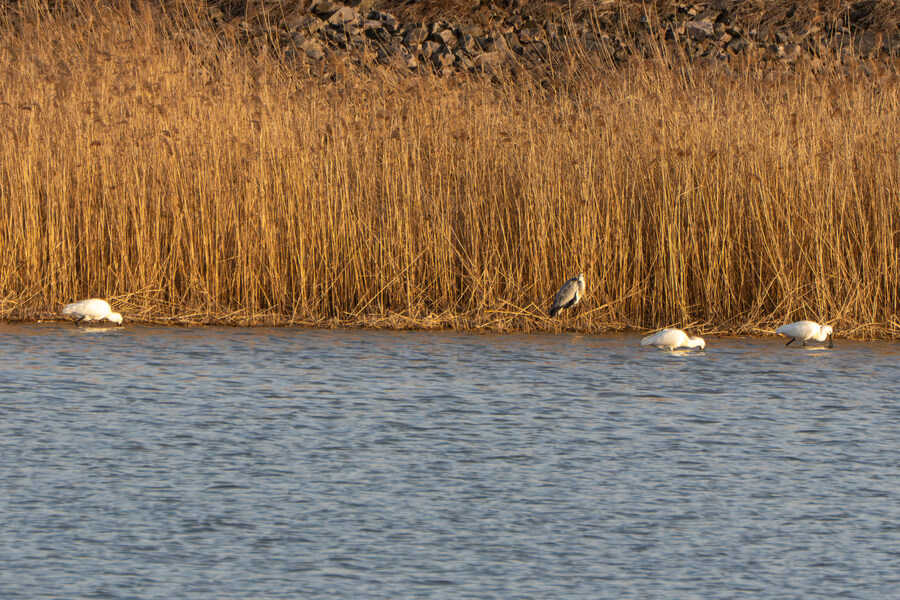 뒤늦게 올리는 3월 화성호 탐조_51.jpg