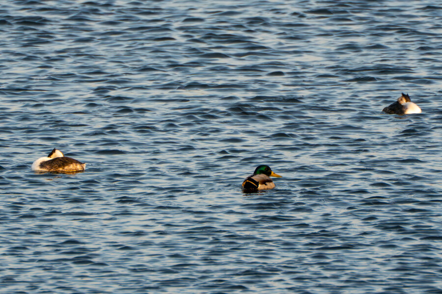 뒤늦게 올리는 3월 화성호 탐조_56.jpg