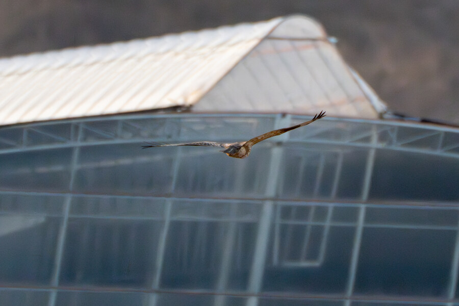 뒤늦게 올리는 3월 화성호 탐조_57.jpg