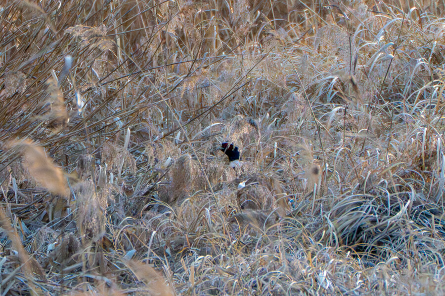 뒤늦게 올리는 3월 화성호 탐조_58.jpg