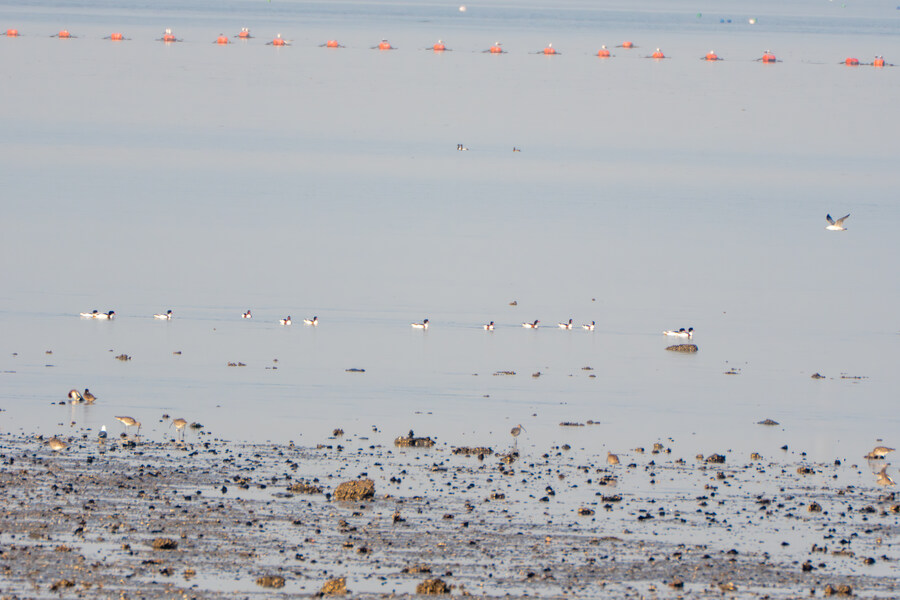 뒤늦게 올리는 3월 화성호 탐조_68.jpg