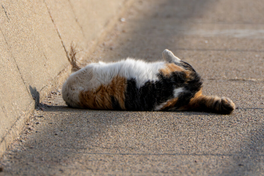 뒤늦게 올리는 3월 화성호 탐조_74.jpg