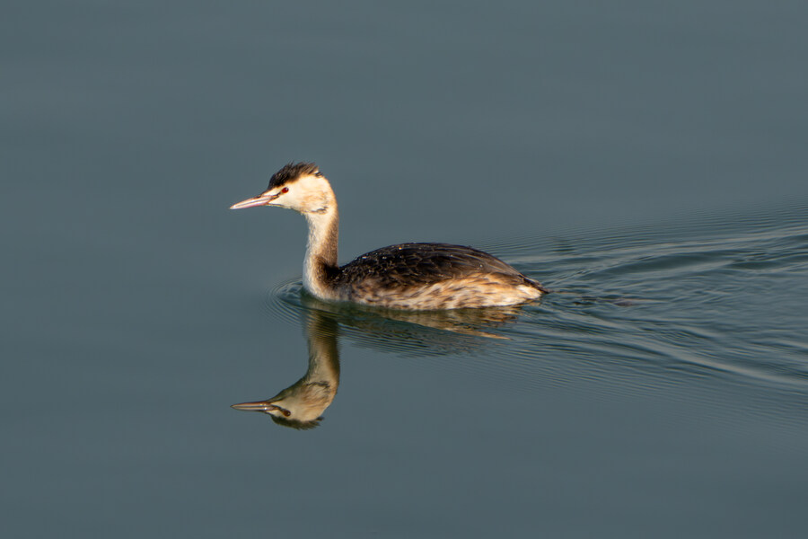뒤늦게 올리는 3월 화성호 탐조_75.jpg
