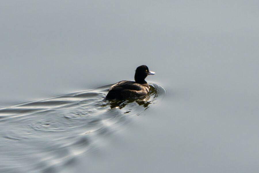 뒤늦게 올리는 3월 화성호 탐조_79.jpg