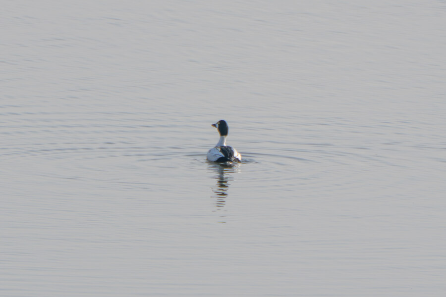 뒤늦게 올리는 3월 화성호 탐조_81.jpg