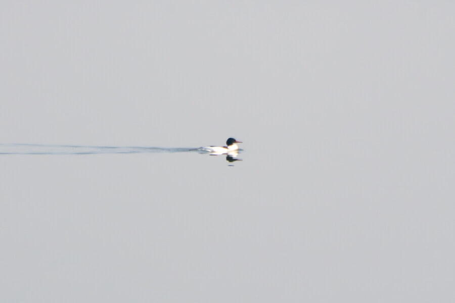 뒤늦게 올리는 3월 화성호 탐조_90.jpg