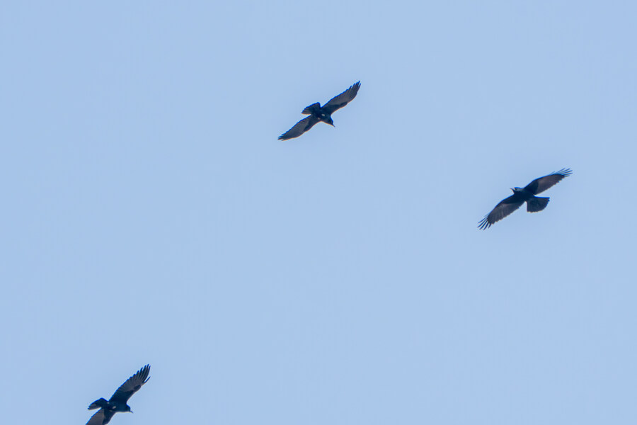 뒤늦게 올리는 3월 화성호 탐조_117.jpg